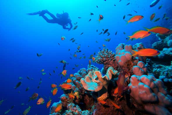 Bautismo de buceo en el Mar Rojo