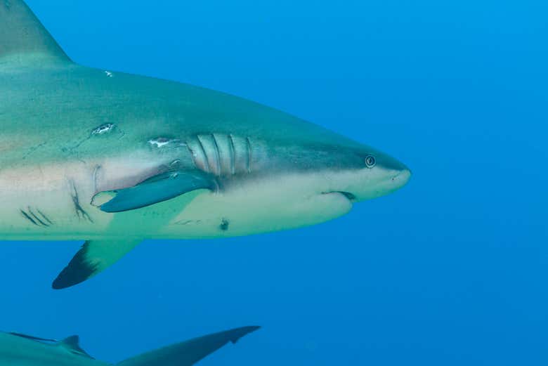 Contemplando los tiburones del acuario de Hurghada