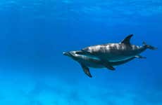 Nado con delfines en Hurghada